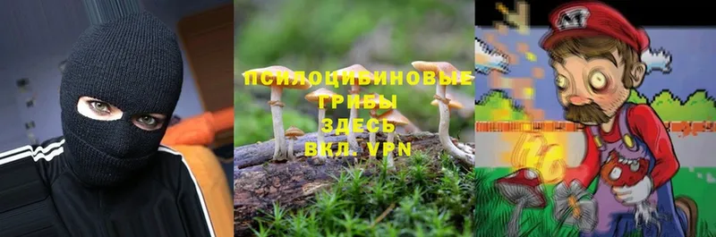 Псилоцибиновые грибы Psilocybe  Красноармейск 